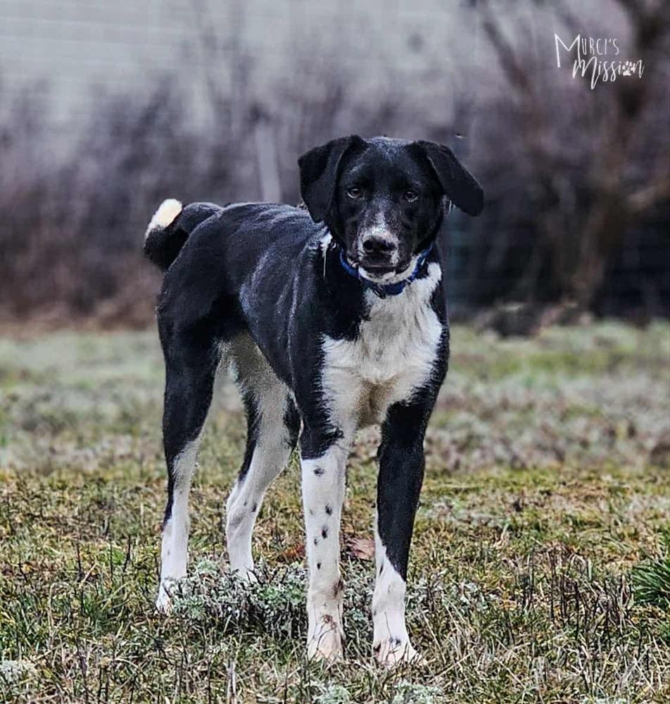 Enlarge Ollie, a Adoptable mixed breed in Spokane , WA image 1/4