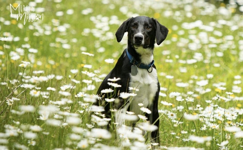 Jolly Ollie, a Adoptable mixed breed in Spokane , WA image 2/6