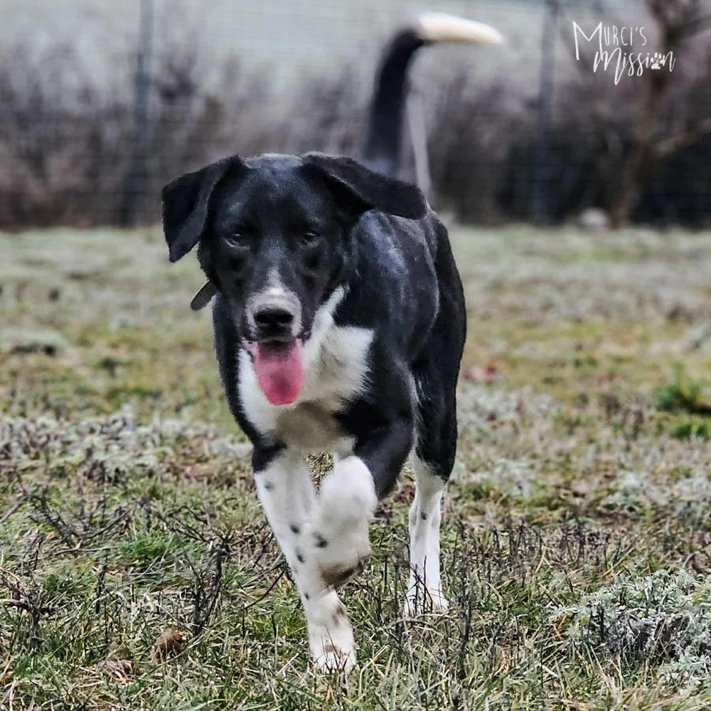 Enlarge Ollie, a Adoptable mixed breed in Spokane , WA image 2/4