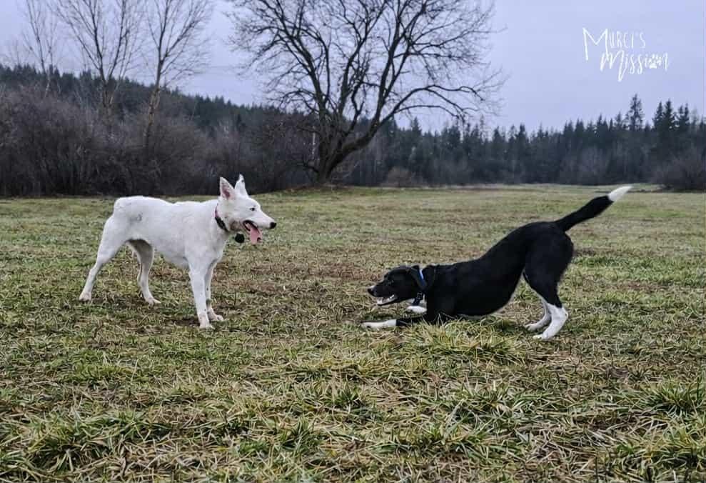 Enlarge Ollie, a Adoptable mixed breed in Spokane , WA image 3/4