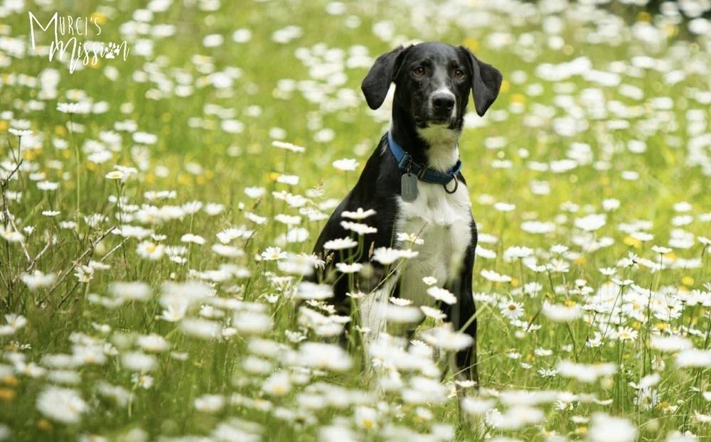 Jolly Ollie, a Adoptable mixed breed in Spokane , WA image 3/6