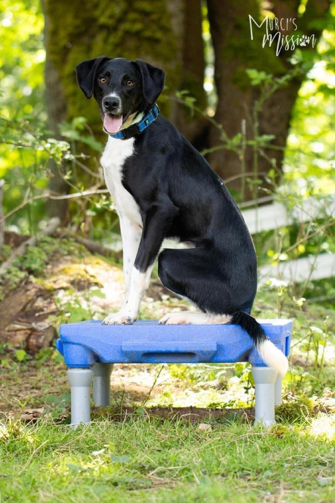 Jolly Ollie, a Adoptable mixed breed in Spokane , WA image 5/6