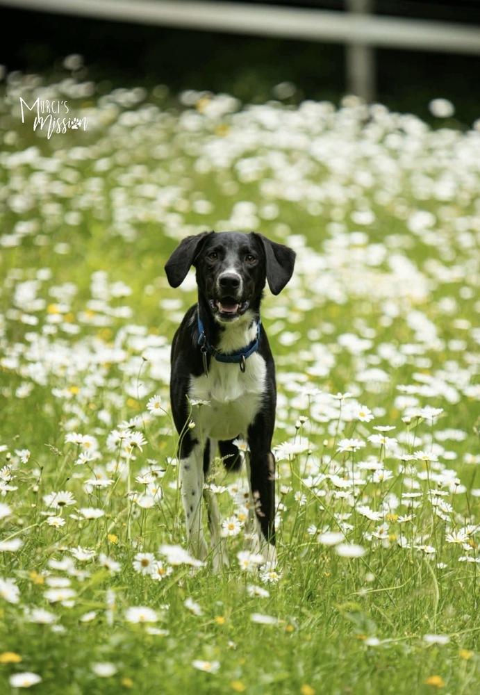Jolly Ollie, a Adoptable mixed breed in Spokane , WA image 4/6