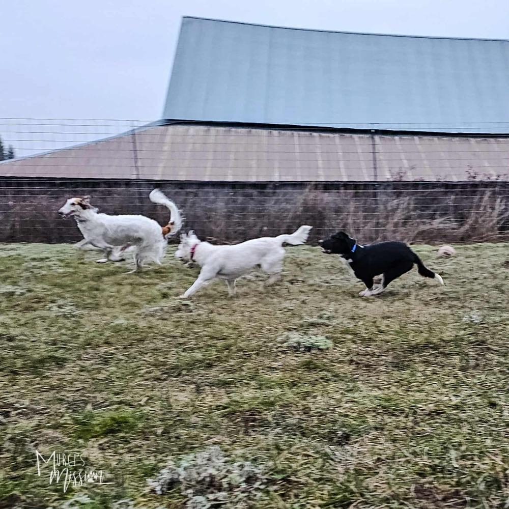 Enlarge Ollie, a Adoptable mixed breed in Spokane , WA image 4/4