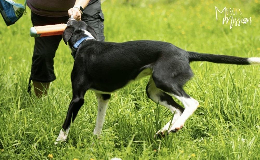 Jolly Ollie, a Adoptable mixed breed in Spokane , WA image 5/6