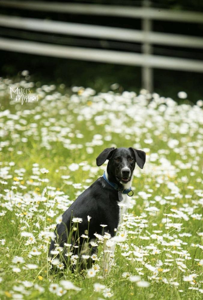 Jolly Ollie, a Adoptable mixed breed in Spokane , WA image 6/6