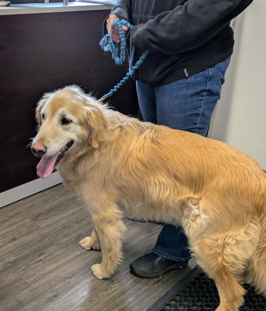 Enlarge Duke, a Adoptable mixed breed in Kodiak, AK image 1/2