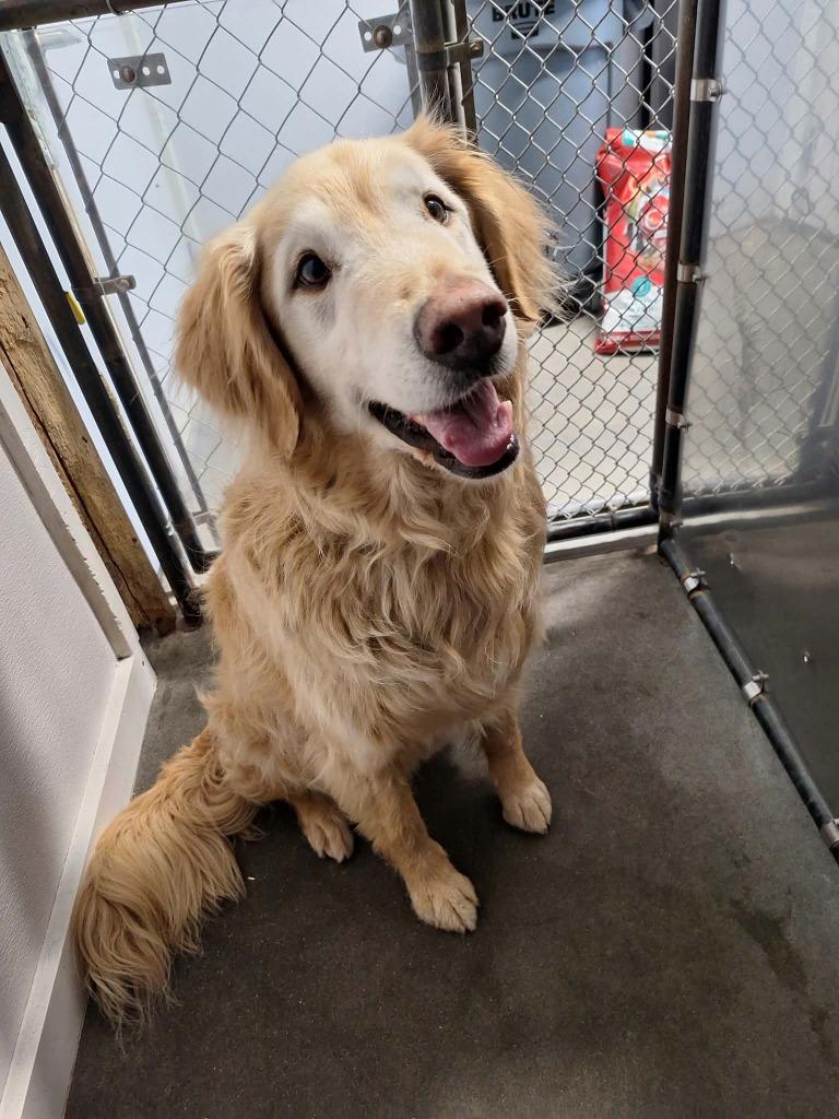 Enlarge Duke, a Adoptable mixed breed in Kodiak, AK image 2/2