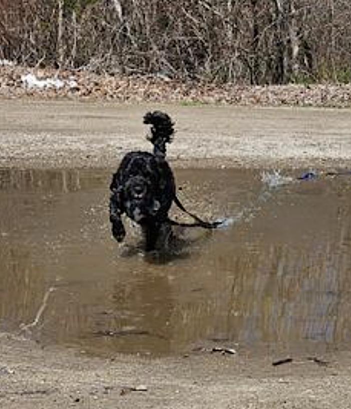 Prancer, an adoptable Cockapoo in Amherst, MA, 01002 | Photo Image 6