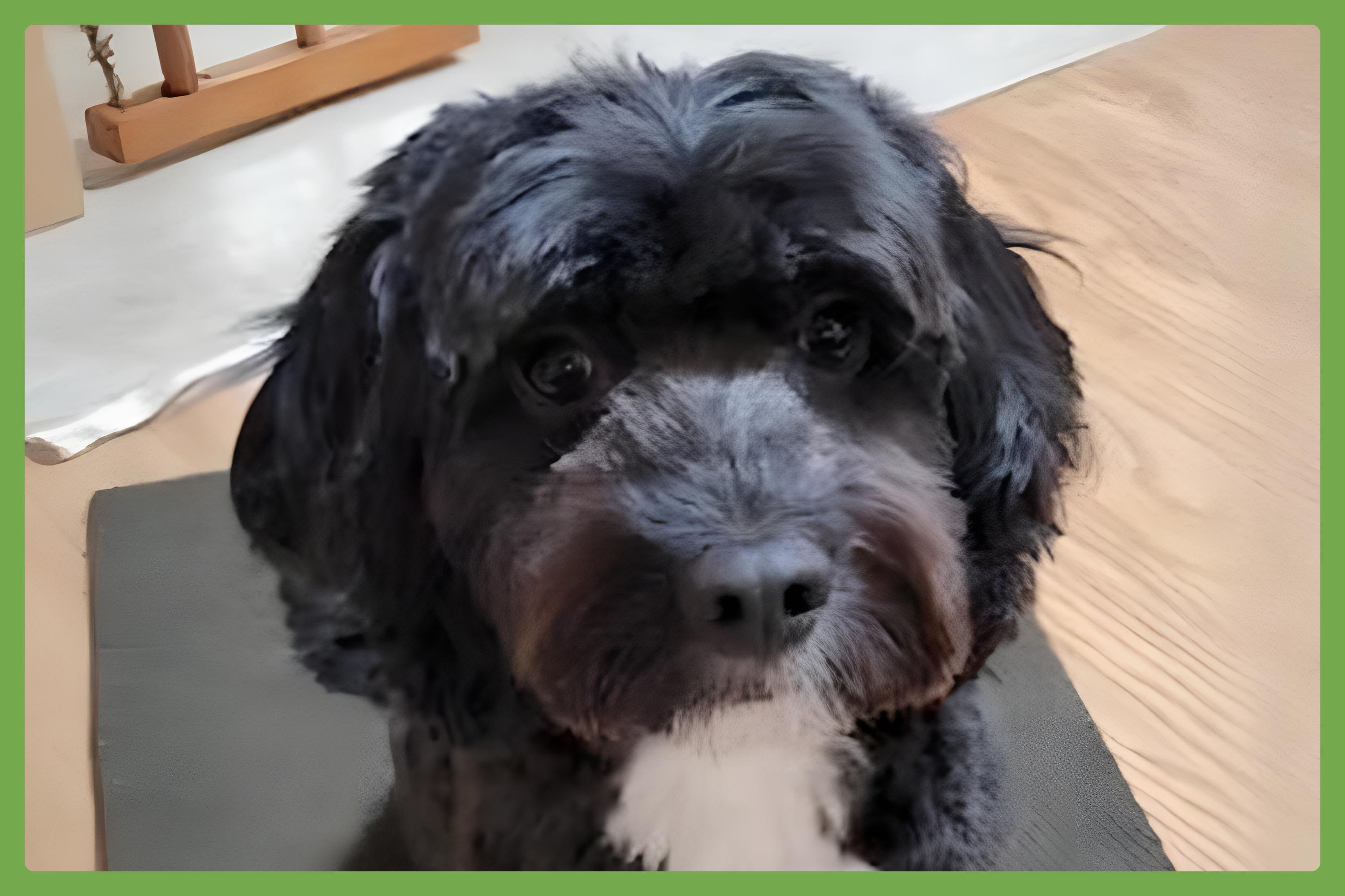 Prancer, an adoptable Cockapoo in Amherst, MA, 01002 | Photo Image 1