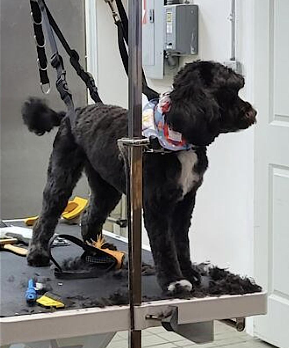 Prancer, an adoptable Cockapoo in Amherst, MA, 01002 | Photo Image 5