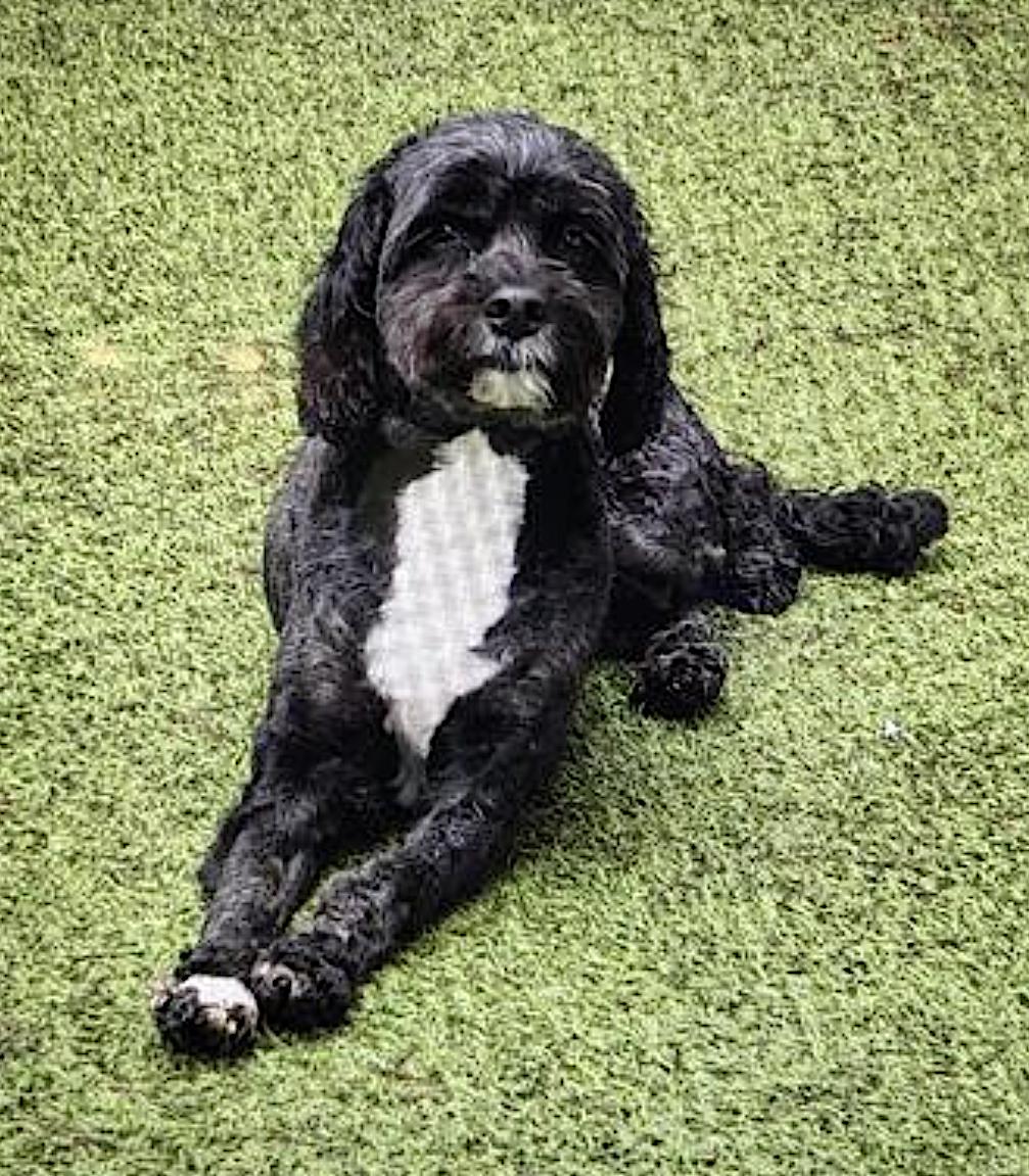 Prancer, an adoptable Cockapoo in Amherst, MA, 01002 | Photo Image 3