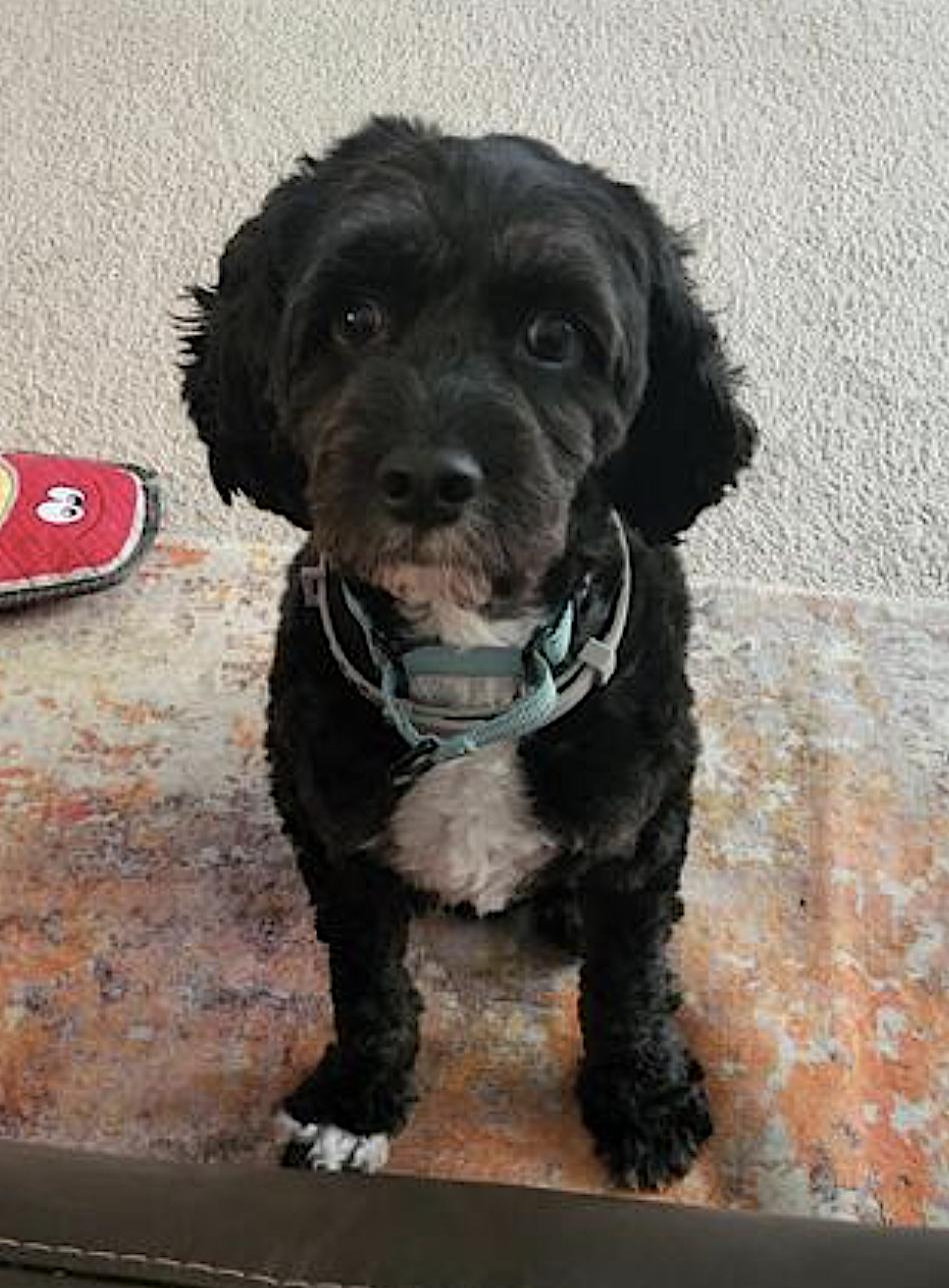 Prancer, an adoptable Cockapoo in Amherst, MA, 01002 | Photo Image 2