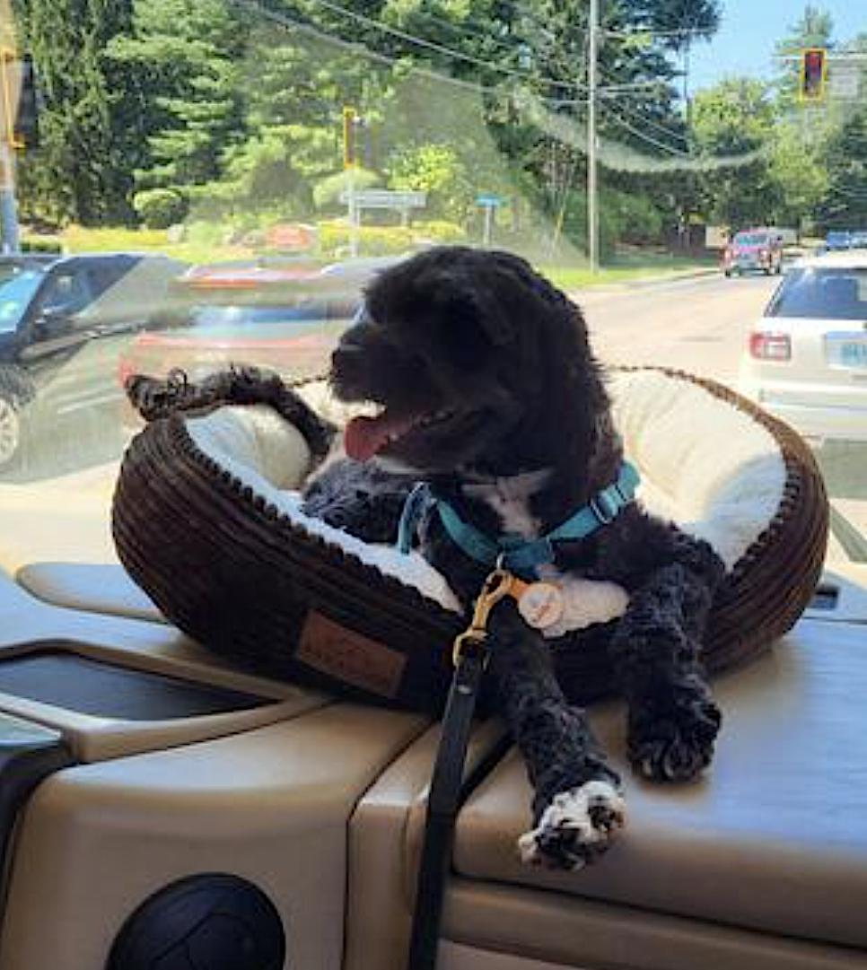 Prancer, an adoptable Cockapoo in Amherst, MA, 01002 | Photo Image 4
