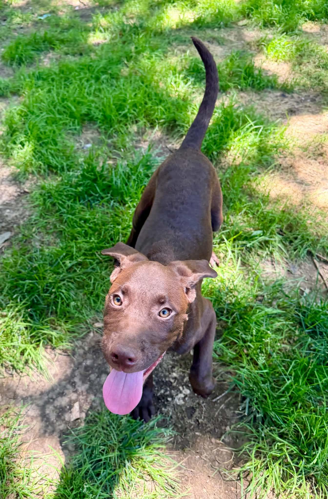 Wyatt, a ADOPTABLE Mixed Breed in Northwood, NH image 5/6