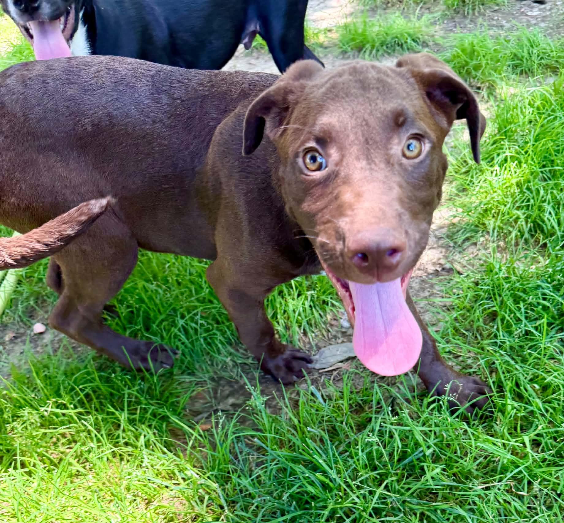 Wyatt, a ADOPTABLE Mixed Breed in Northwood, NH image 2/6