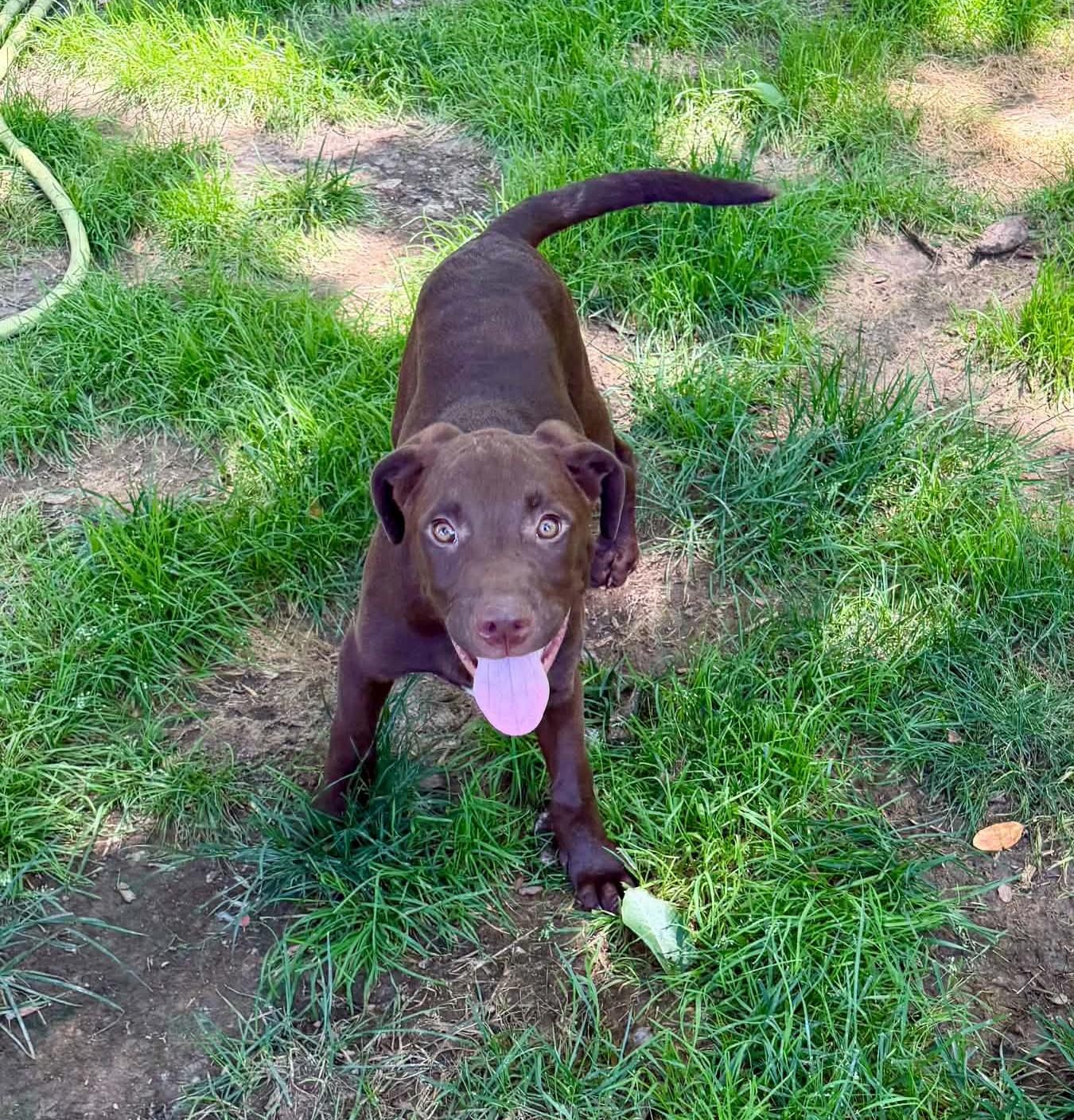 Wyatt, a ADOPTABLE Mixed Breed in Northwood, NH image 4/6