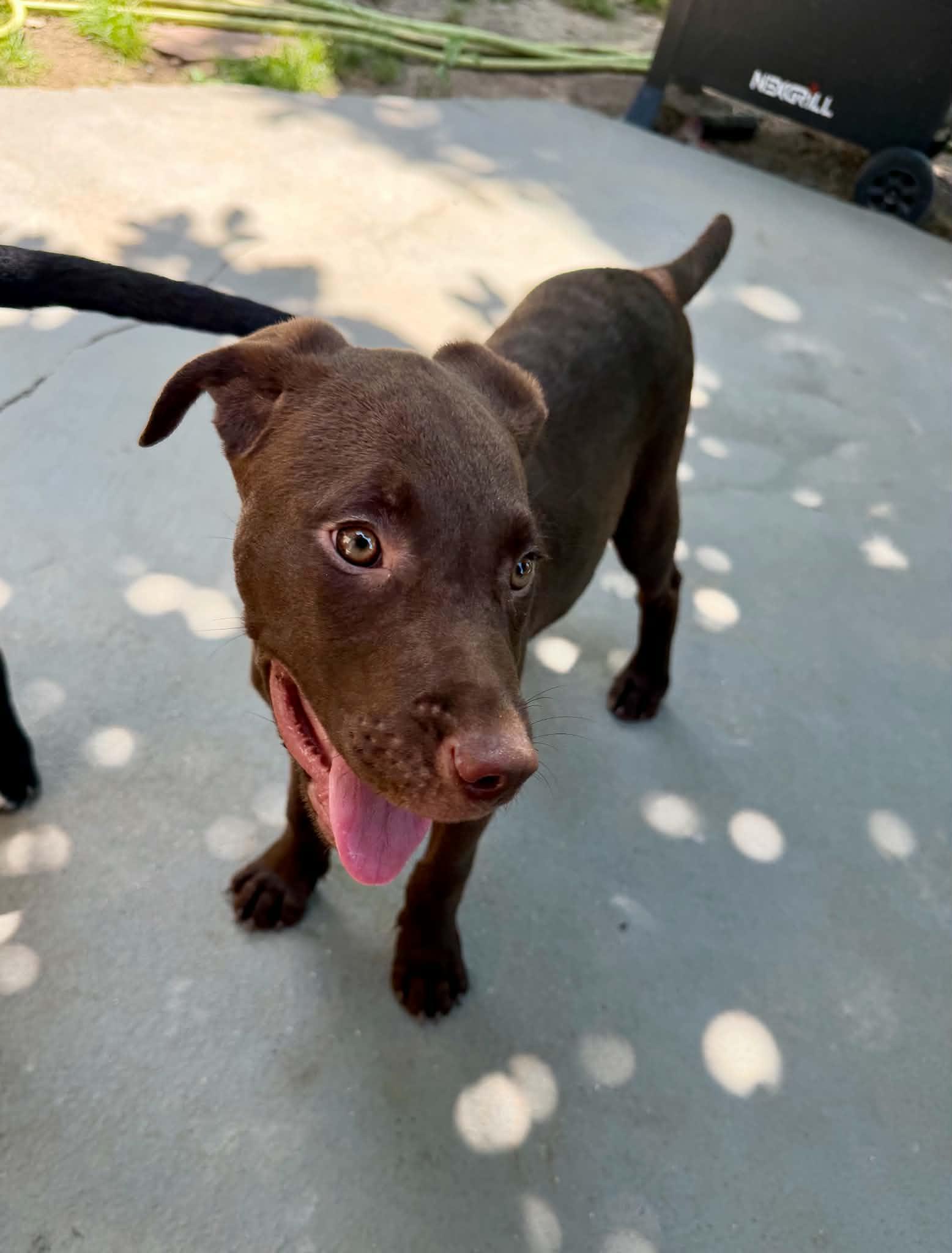 Wyatt, a ADOPTABLE Mixed Breed in Northwood, NH image 3/6