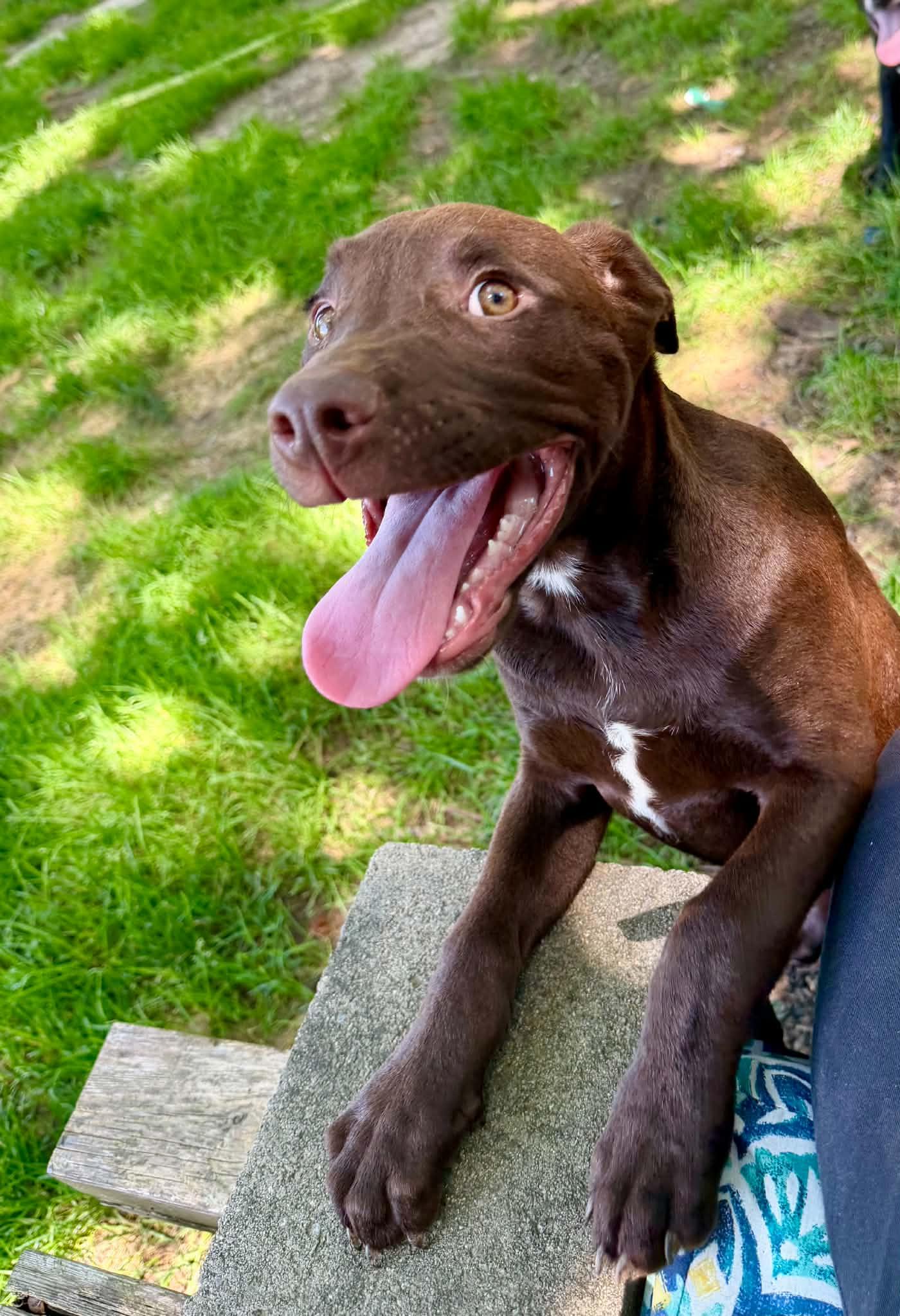 Wyatt, a ADOPTABLE Mixed Breed in Northwood, NH image 6/6
