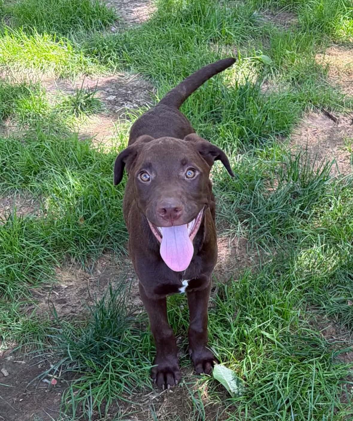 Wyatt, ADOPTABLE, Puppy Male Mixed Breed.