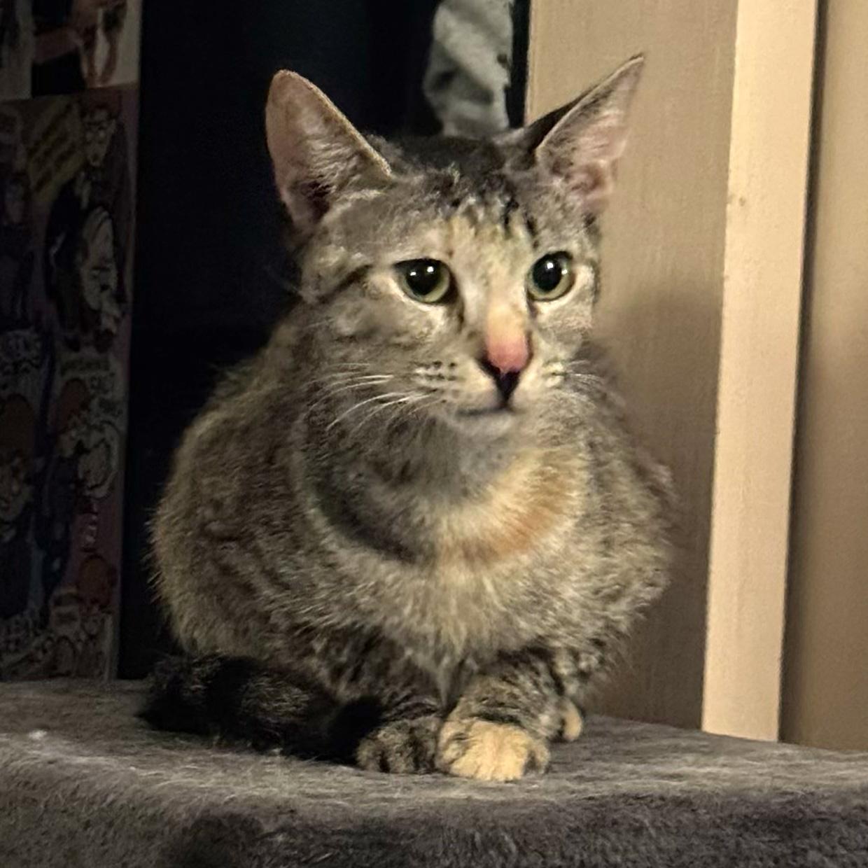 Squiddy, a Adoptable Domestic Short Hair in New York, NY image 5/5