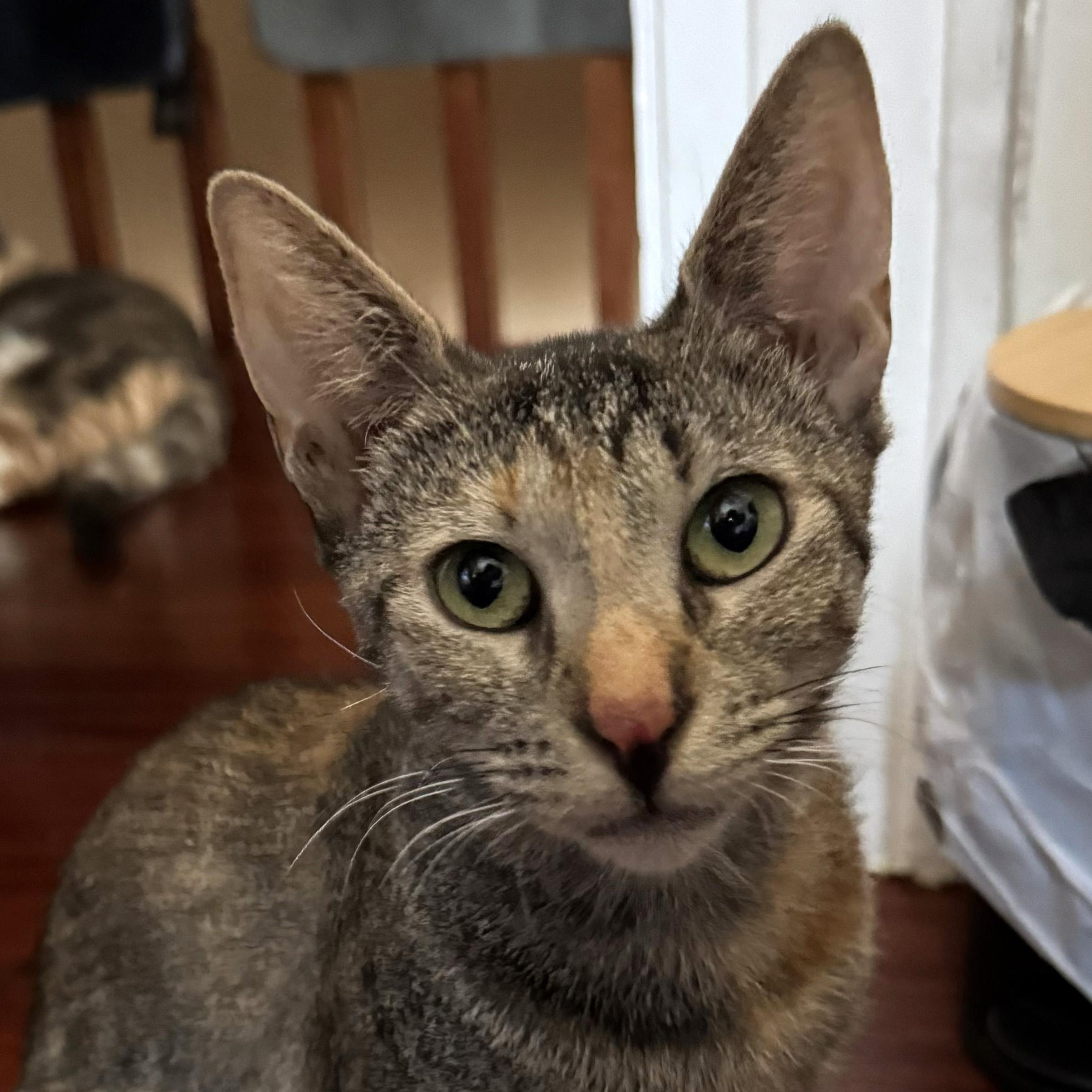 Squiddy, Adoptable, Young Female Domestic Short Hair.
