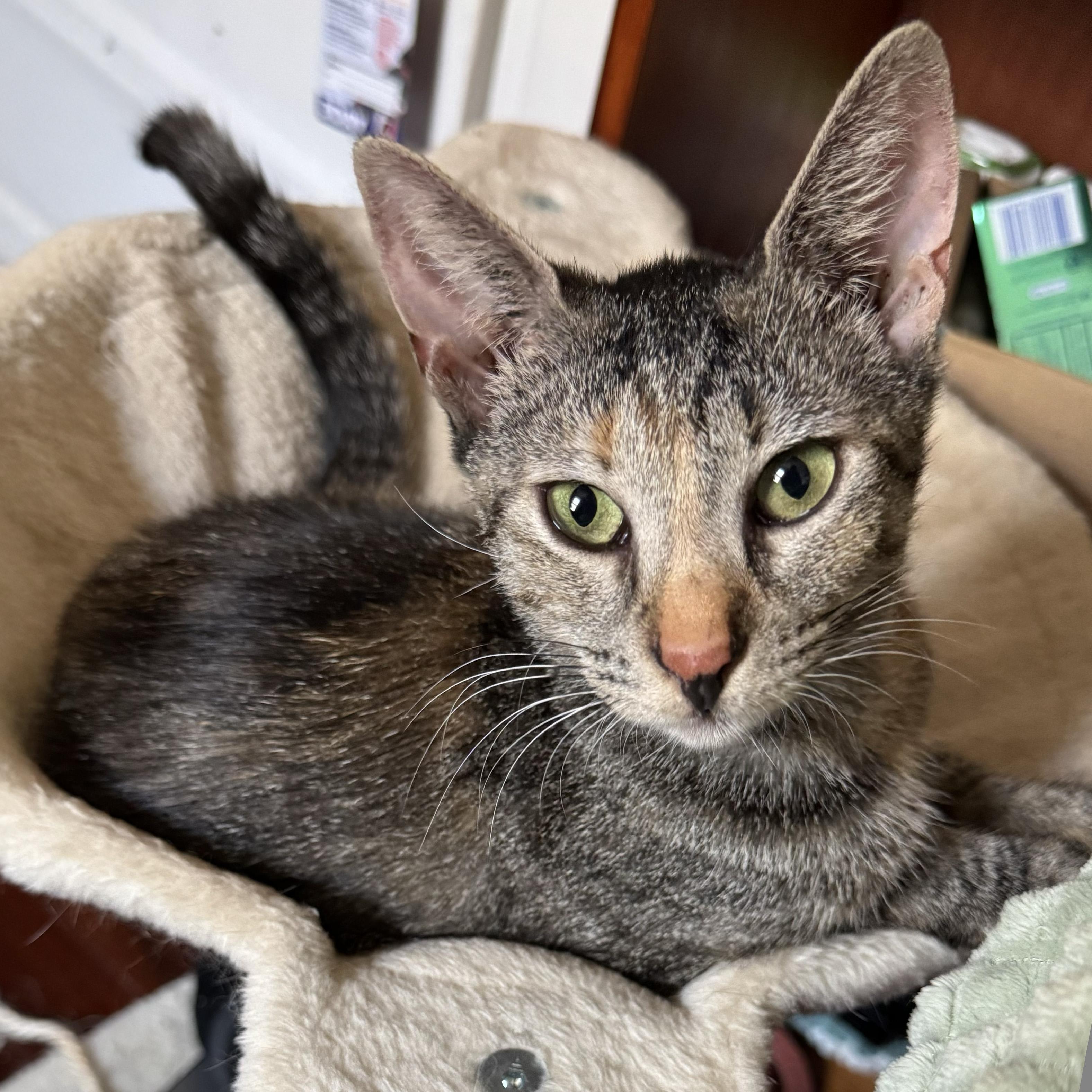 Squiddy, a Adoptable Domestic Short Hair in New York, NY image 4/5