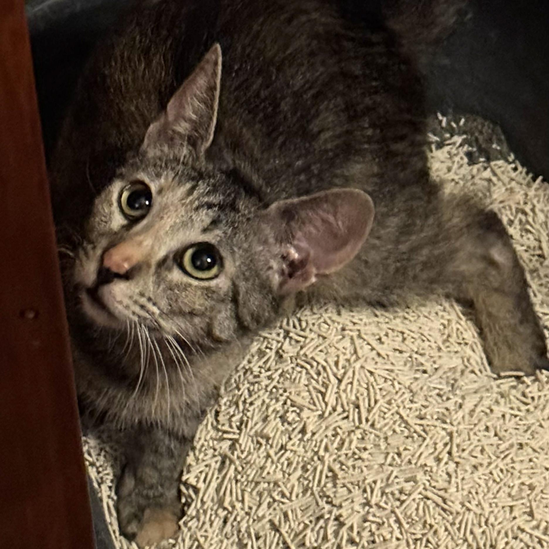 Squiddy, a Adoptable Domestic Short Hair in New York, NY image 3/5