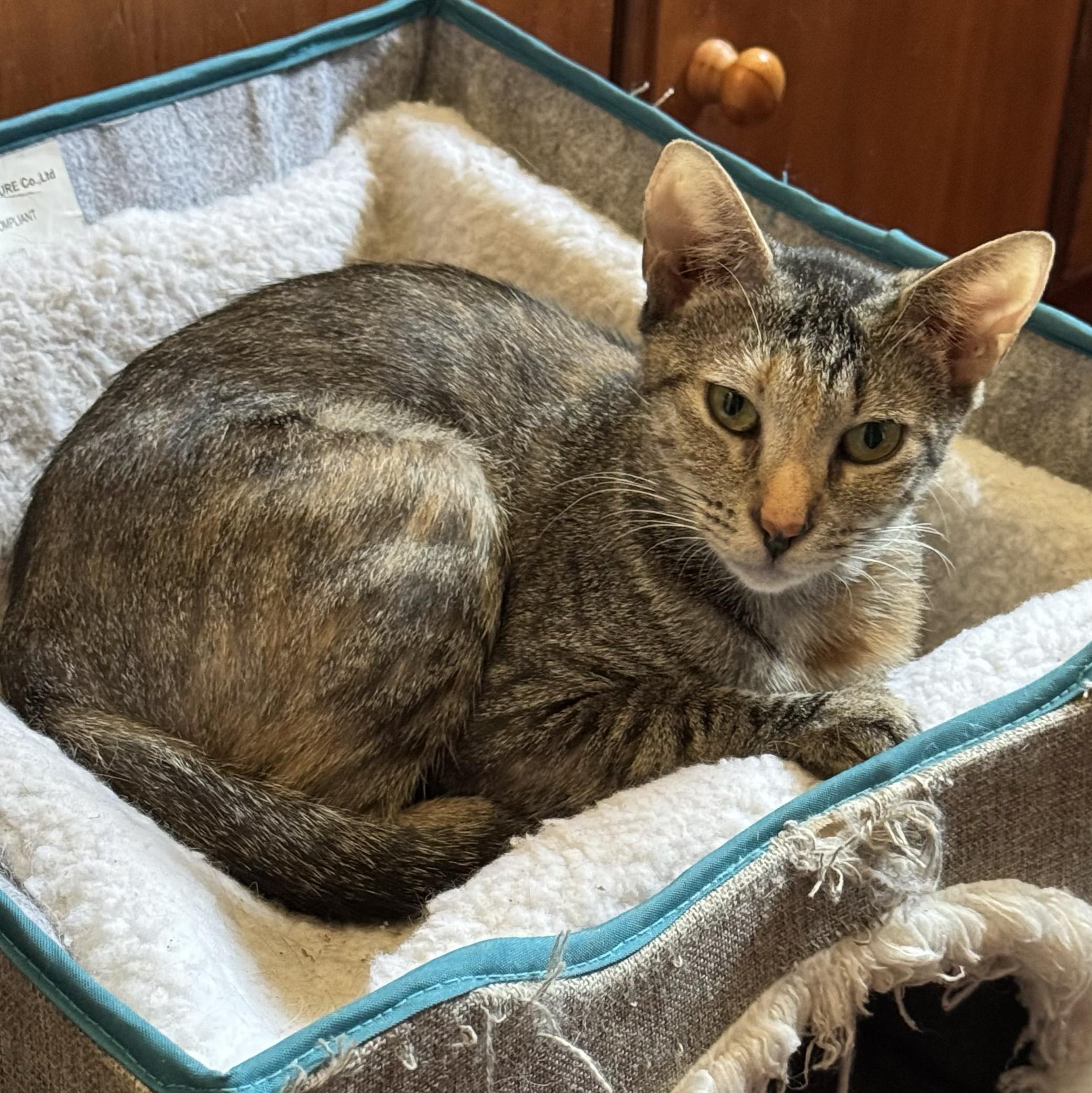 Squiddy, Adoptable, Young Female Domestic Short Hair.