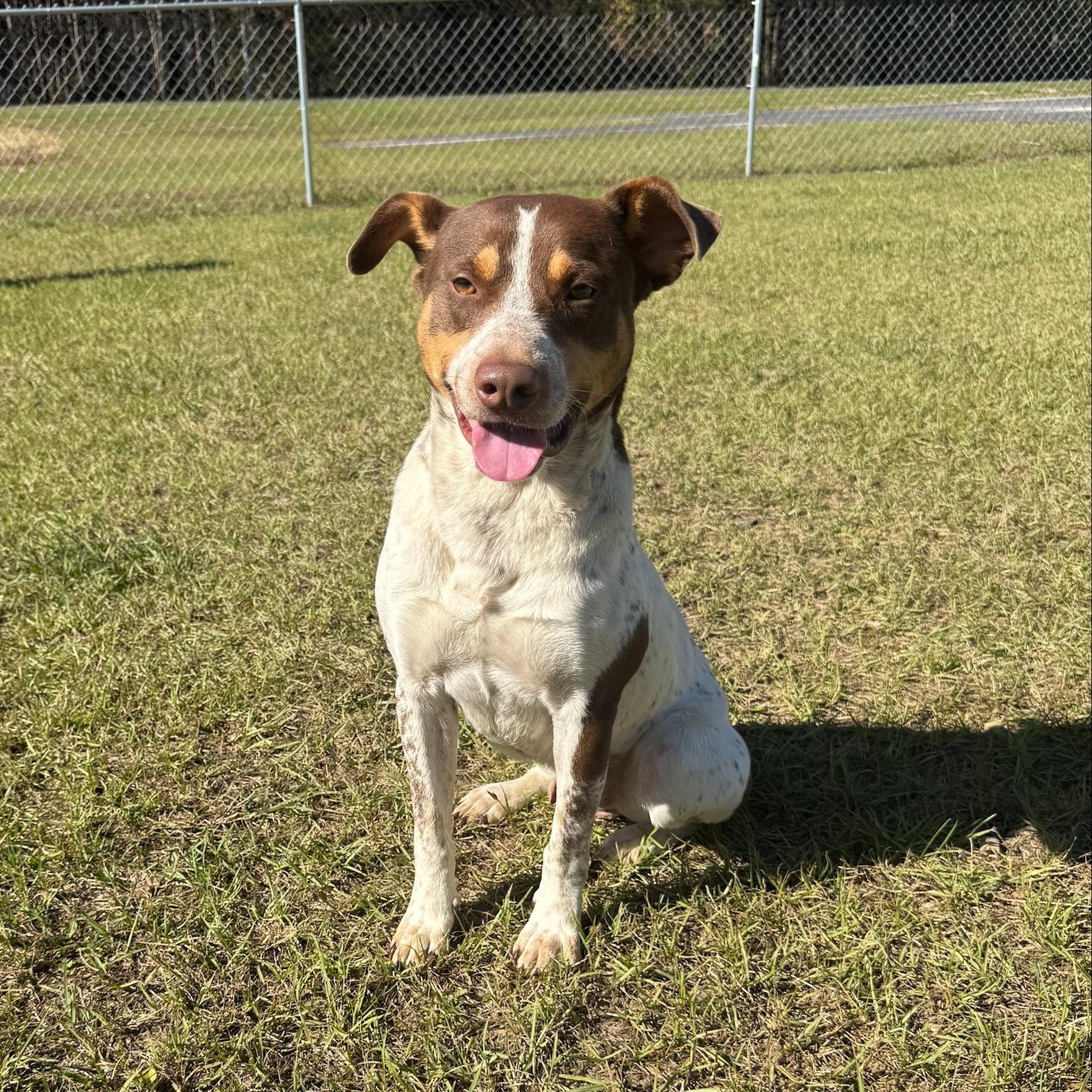 Jinx, ADOPTABLE, Adult Male German Shorthaired Pointer & Pit Bull Terrier.