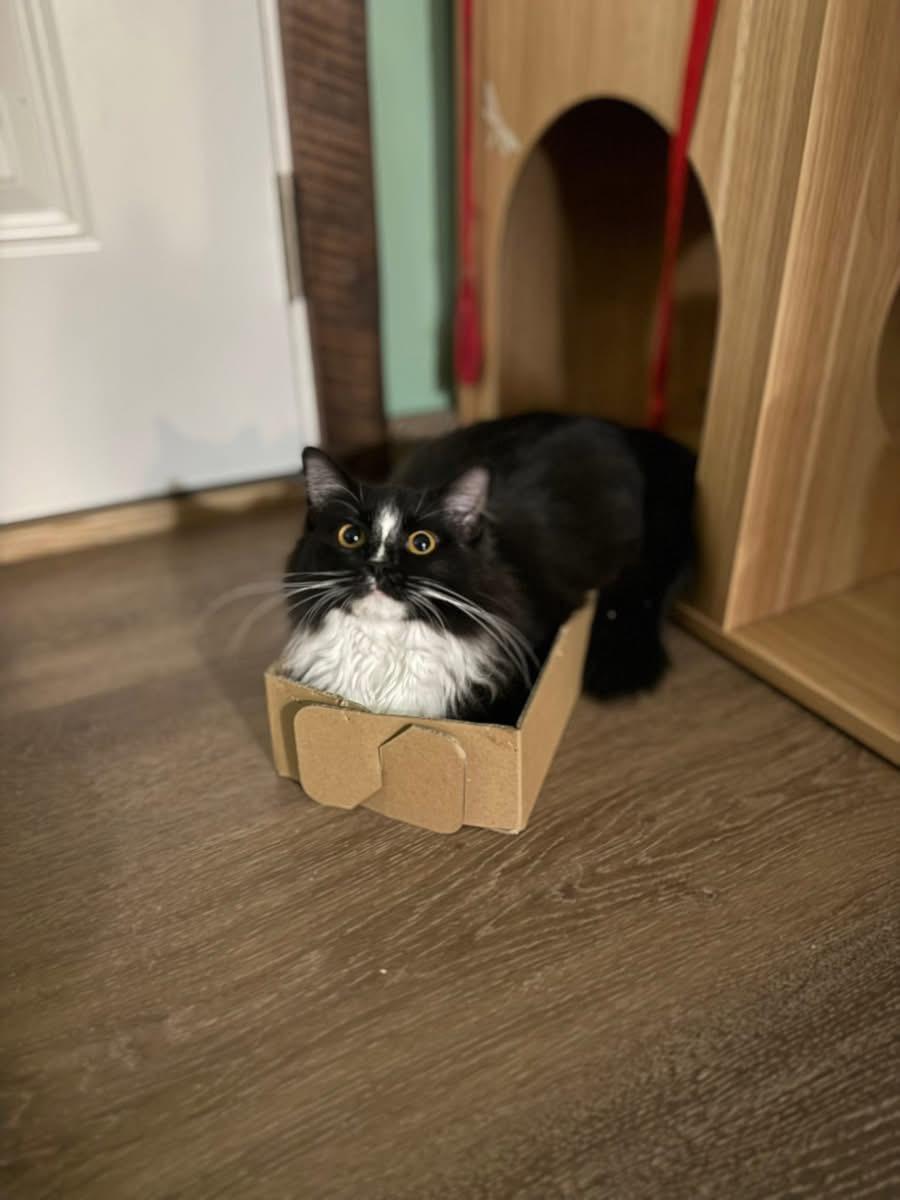 Munchie, Adoptable, Young Female American Shorthair.