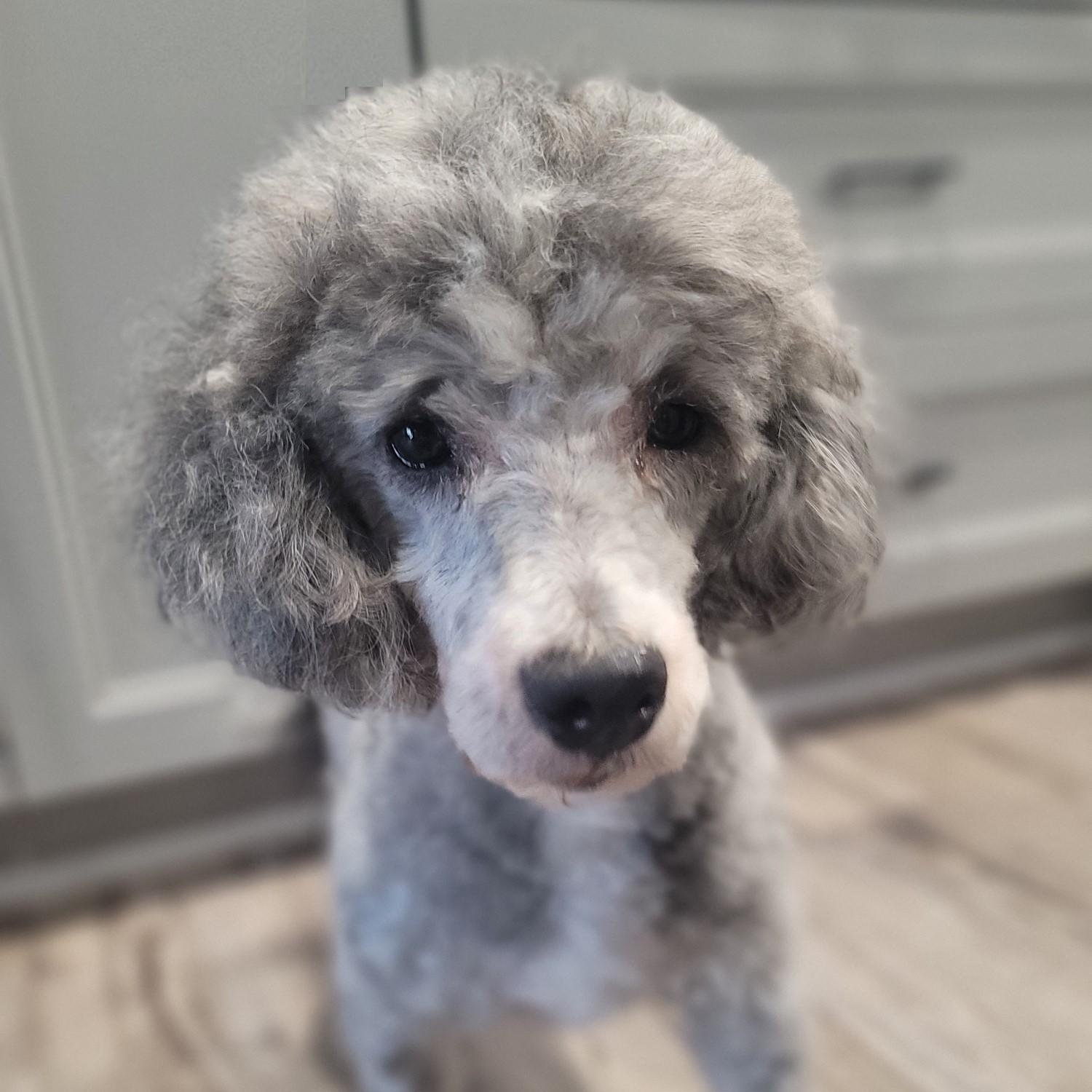 Maverick, ADOPTABLE, Adult Male Poodle.
