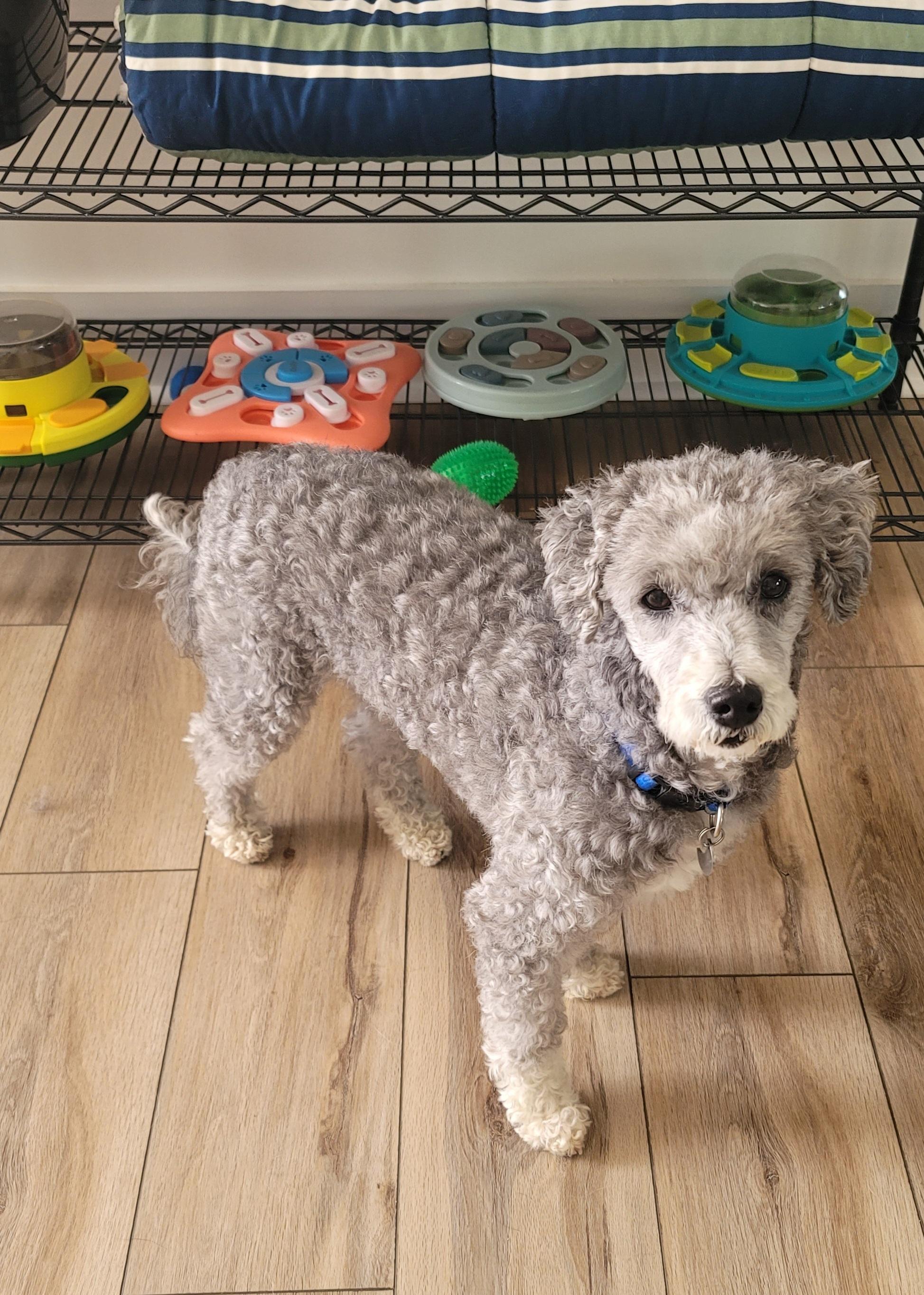Enlarge Maverick, a ADOPTABLE Poodle in Midlothian, VA image 2/2