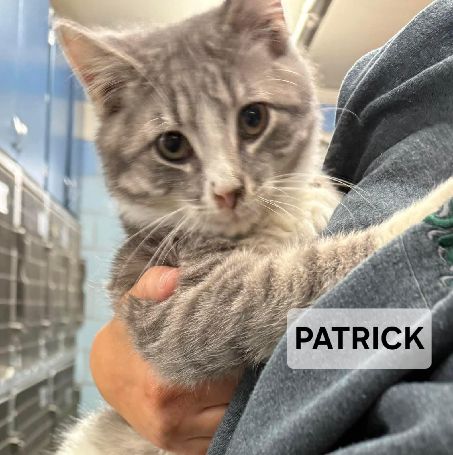 Patrick, ADOPTABLE, Adult Male Tabby.