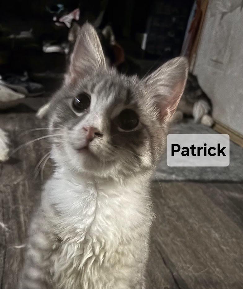 Enlarge Patrick, an adopted Tabby in Windom, MN image 2/2