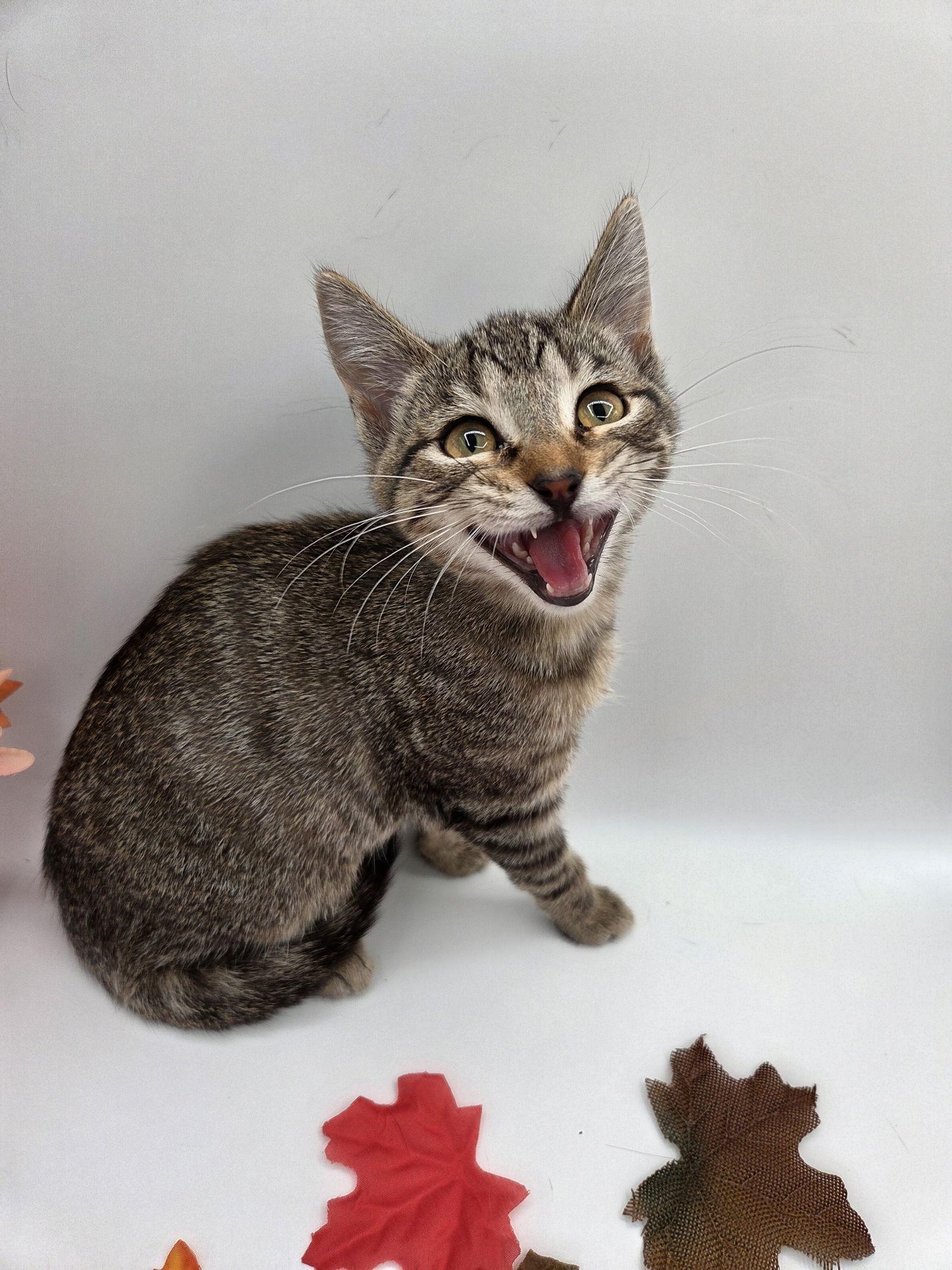 Kit, a Adoptable mixed breed in Attalla, AL image 1/3