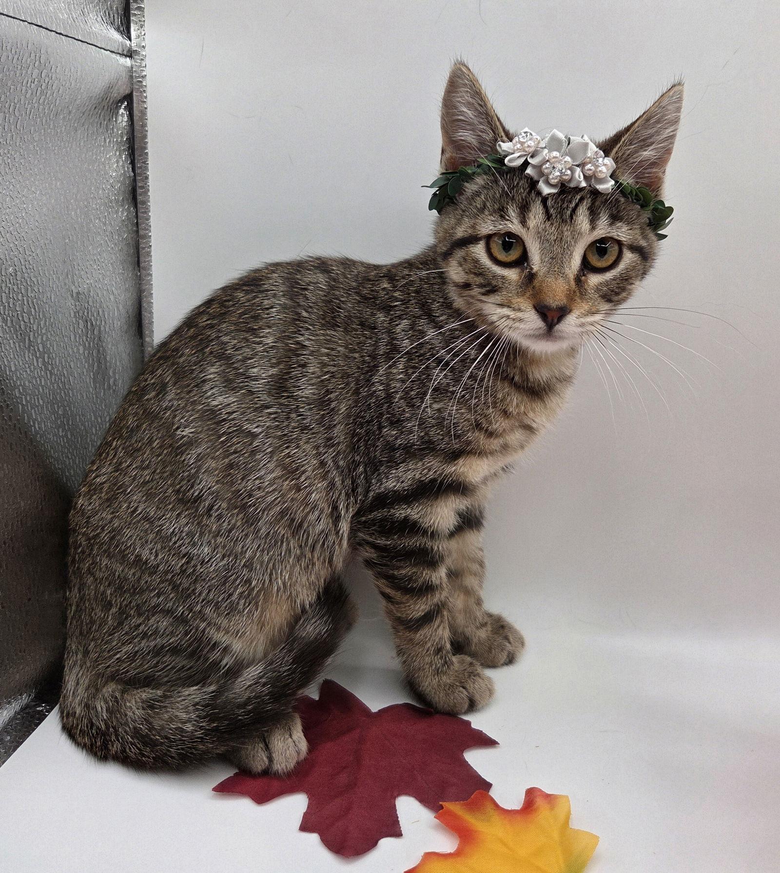 Kit, a Adoptable mixed breed in Attalla, AL image 2/3