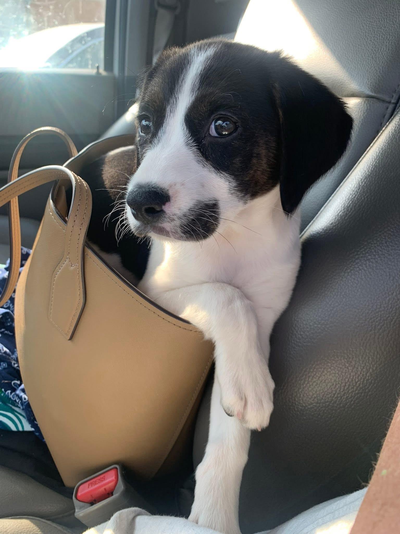 Enlarge Hopper, a ADOPTABLE mixed breed in Inverness, FL image 2/3