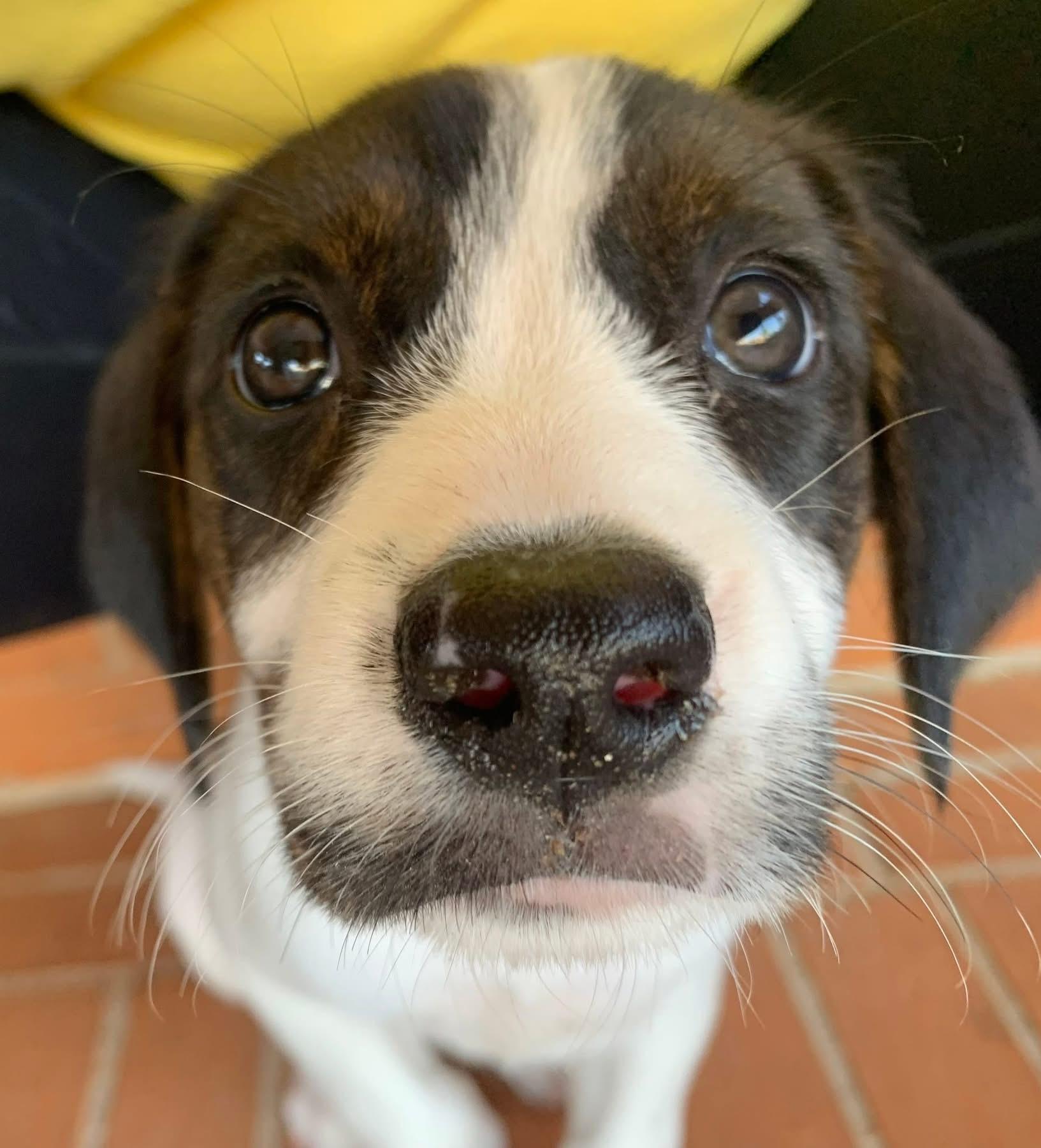 Enlarge Hopper, a ADOPTABLE mixed breed in Inverness, FL image 3/3