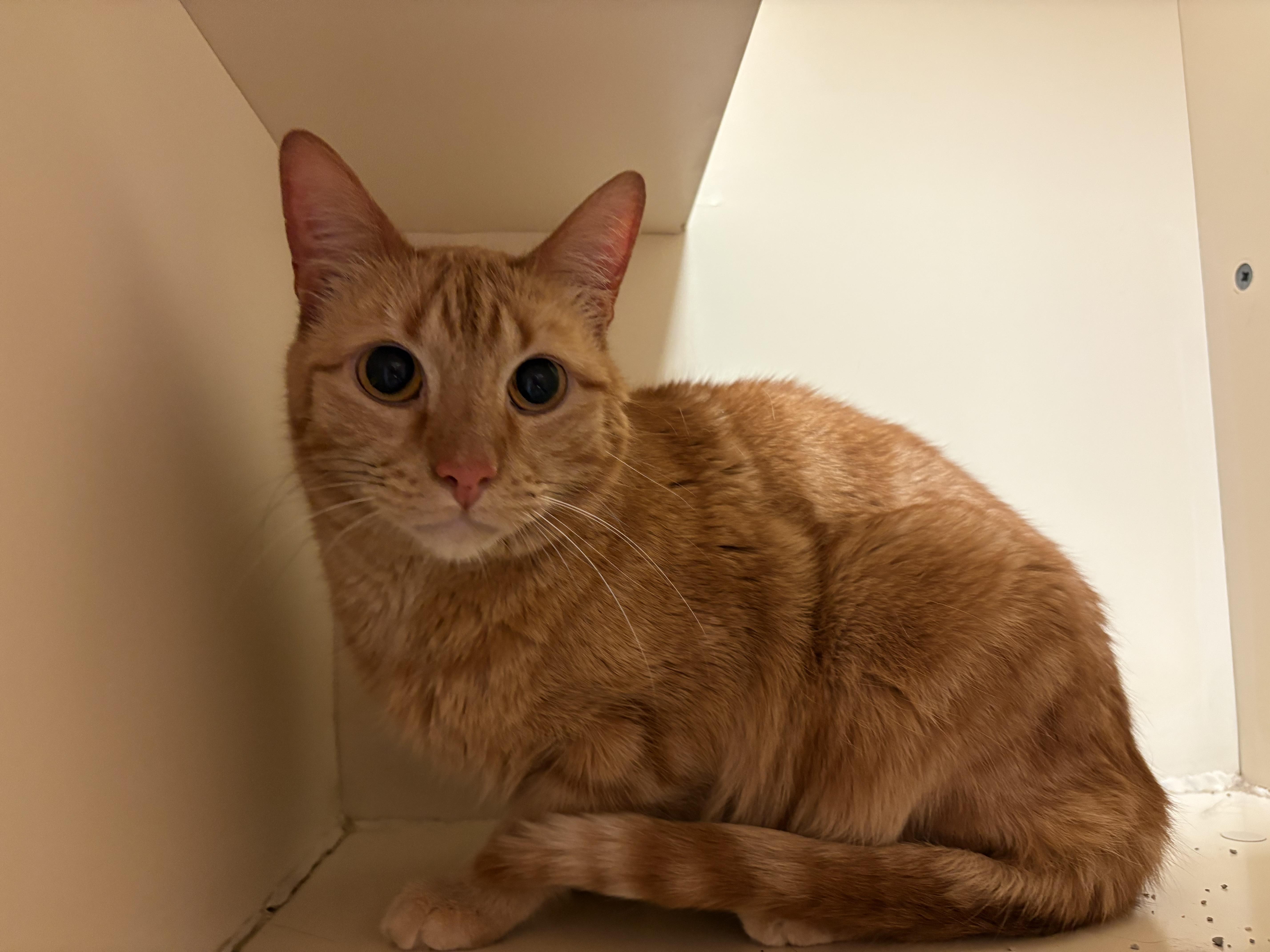 Ferris, adopted, Adult Male Domestic Short Hair.