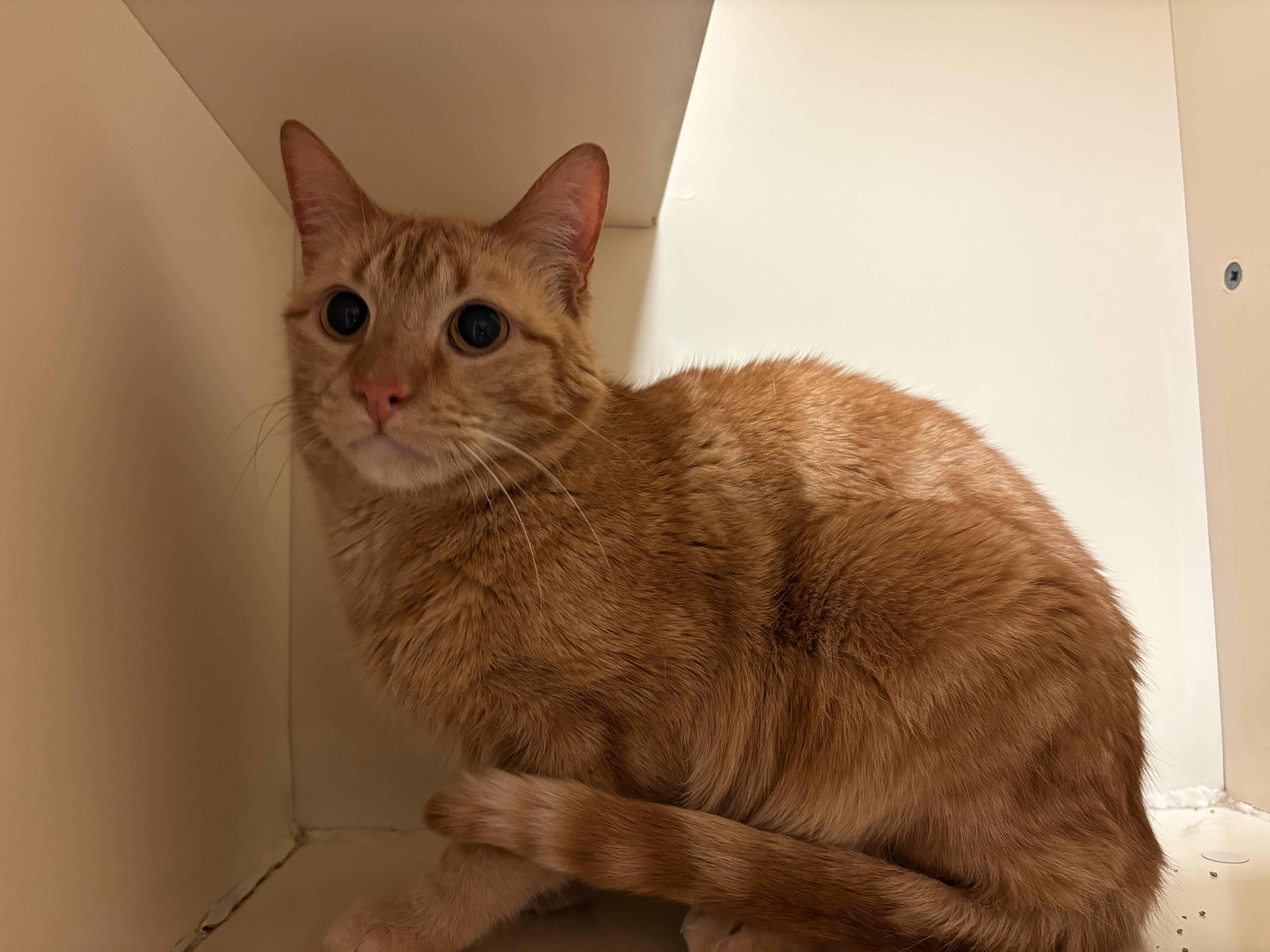 Enlarge Ferris, an adopted mixed breed in Hays, KS image 4/4