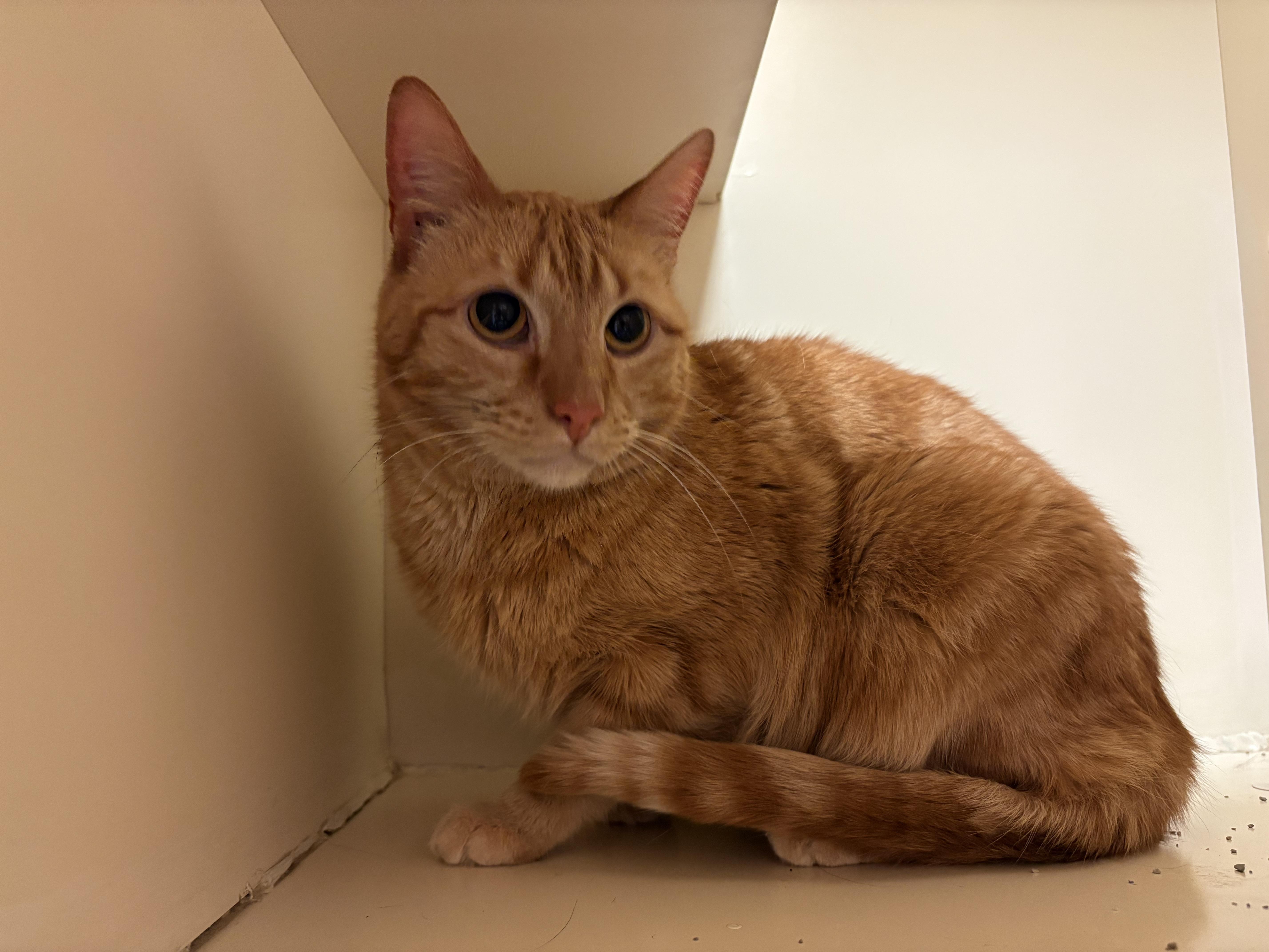 Enlarge Ferris, an adopted mixed breed in Hays, KS image 3/4