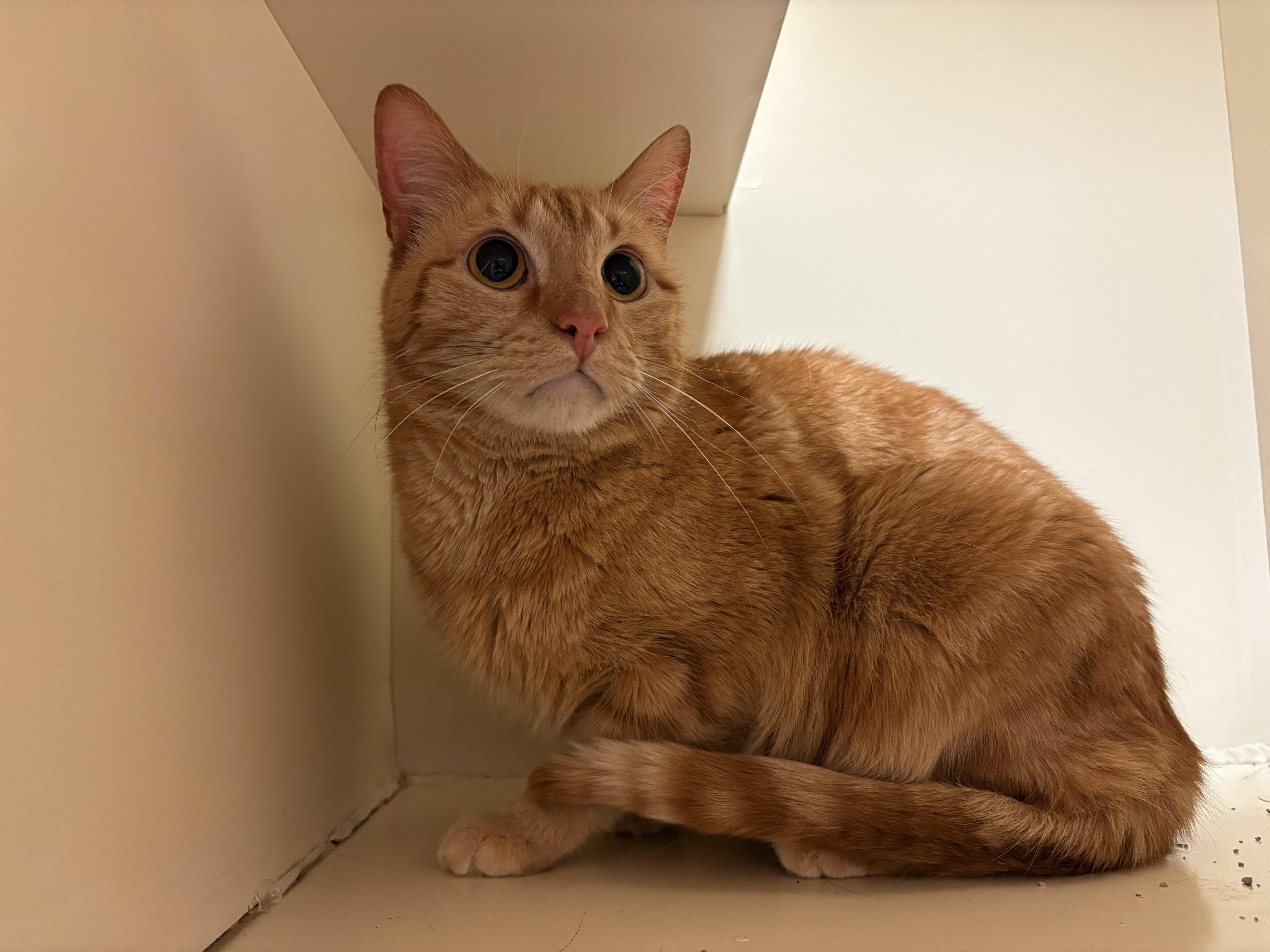 Enlarge Ferris, an adopted mixed breed in Hays, KS image 2/4