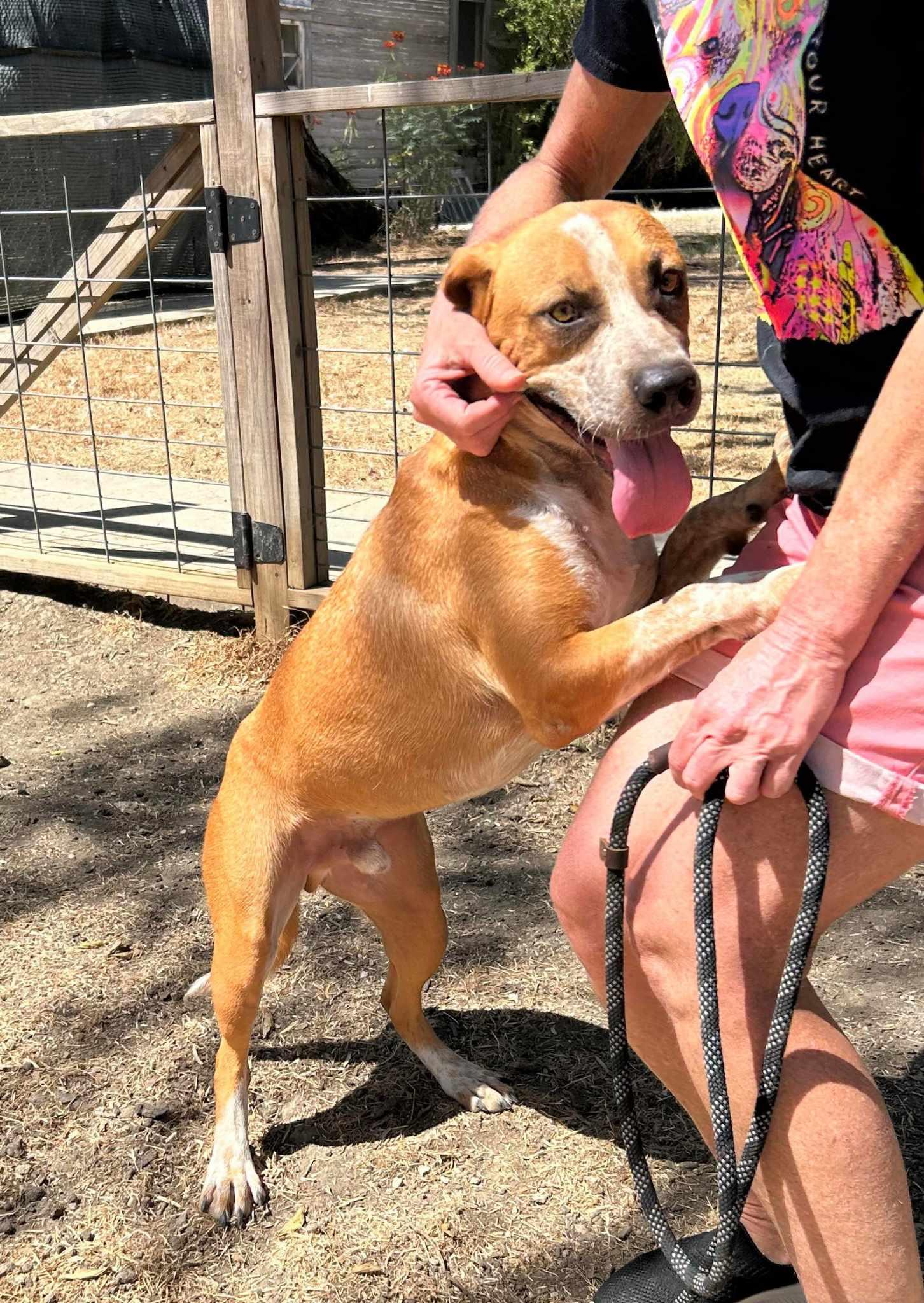 Enlarge Beasley, a Adoptable mixed breed in New Braunfels, TX image 3/6