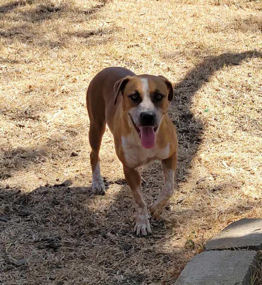 Enlarge Beasley, a Adoptable mixed breed in New Braunfels, TX image 4/6