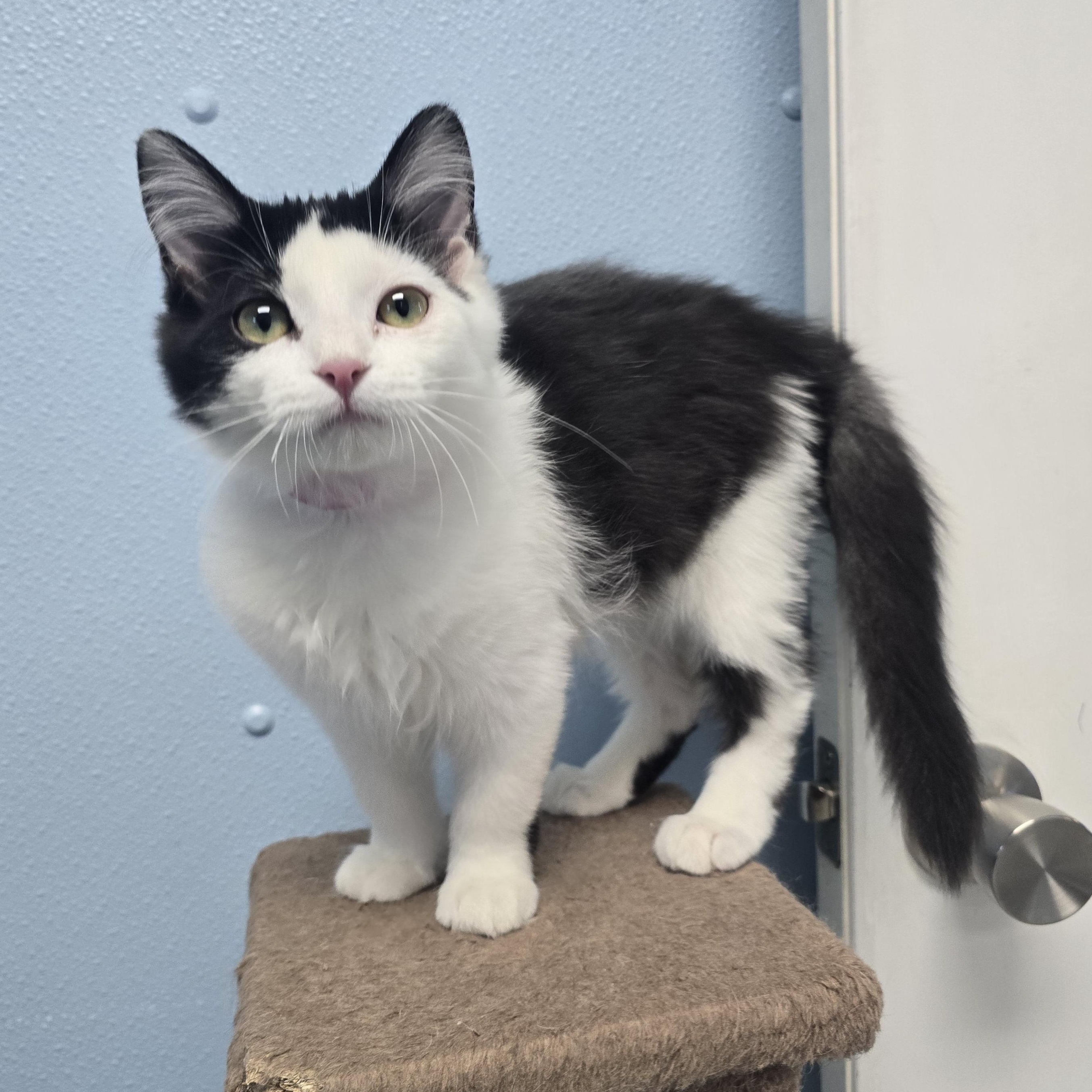 Enlarge April, a ADOPTABLE Domestic Medium Hair in Farmington, MO image 1/1