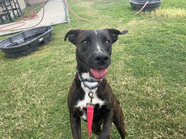 KEVIN, Adoptable, Young Male Labrador Retriever & Mixed Breed.
