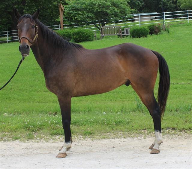 Enlarge MAJOR, a Adoptable mixed breed in Union, MO image 1/1