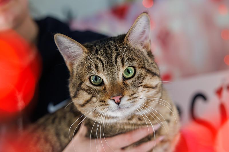 Enlarge Poke, an adopted Domestic Short Hair in Hamilton, ON image 4/4