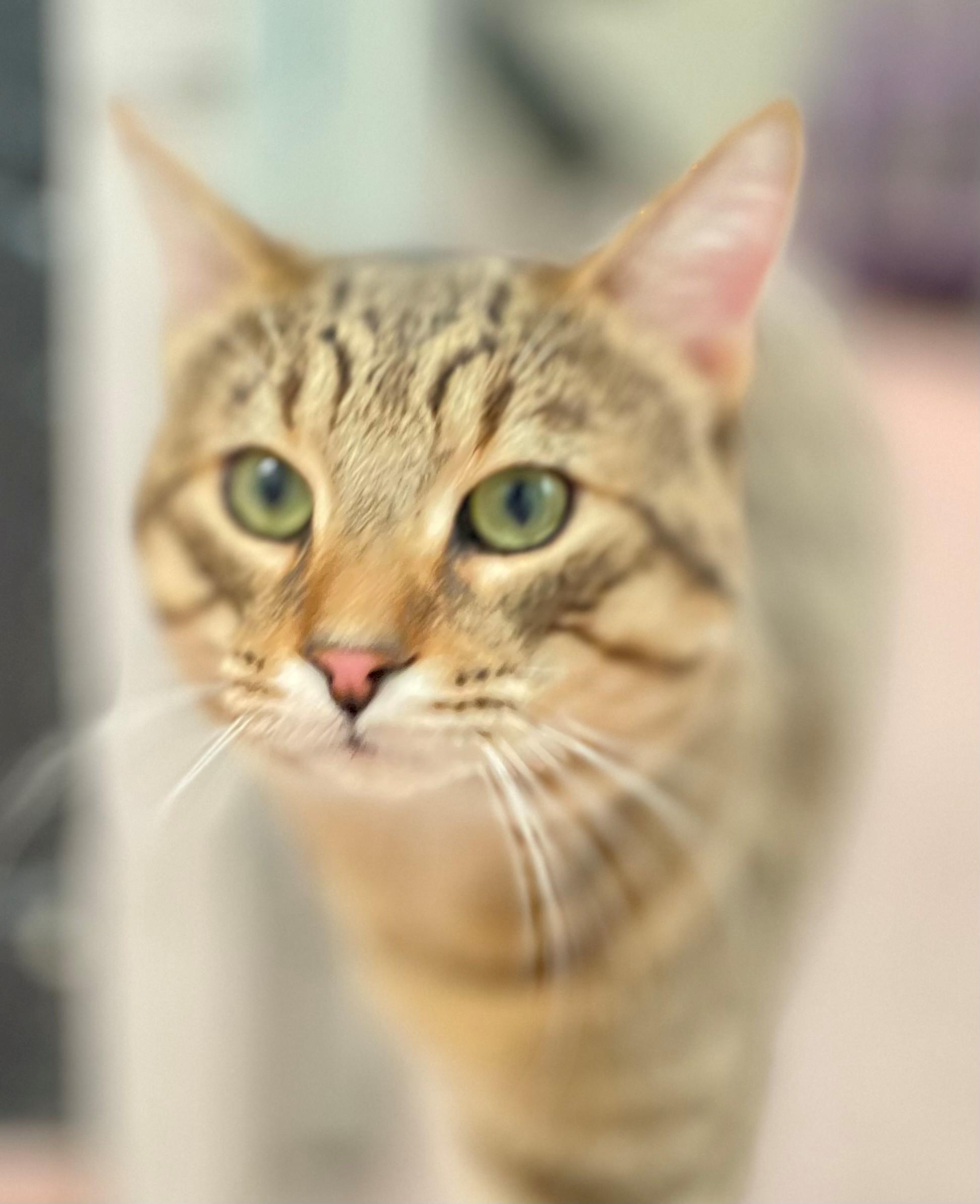 Enlarge Poke, an adopted Domestic Short Hair in Hamilton, ON image 2/4